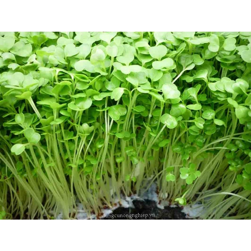 HẠT GIỐNG RAU MẦM CỦ CẢI TRẮNG GIÒN NGỌT THU HOẠCH SAU 5 NGÀY, HẠT GIỐNG RAU ĂN LÁ