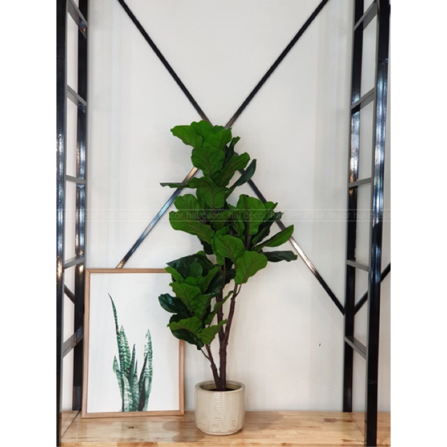 CÂY BÀNG SINGAPORE 1.2M