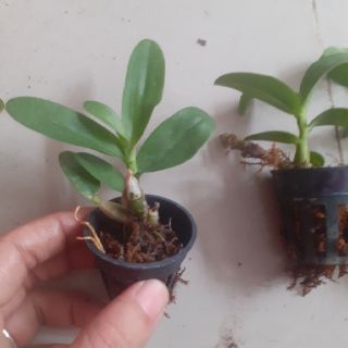 Trầm rồng đỏ giống