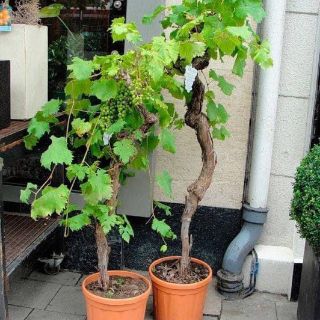 Cây giống nho lùn pháp