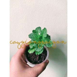 Cây giống rau húng lủi rau gia vi