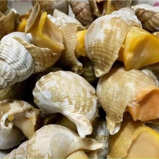 Ốc bulot