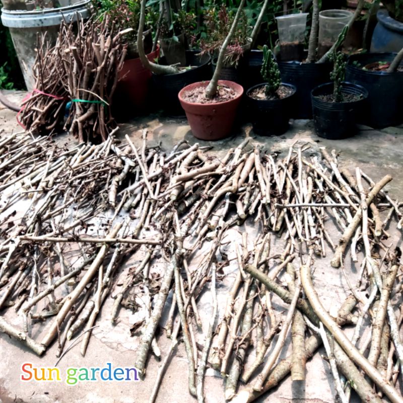 Nhánh cây dâu tằm phơi khô