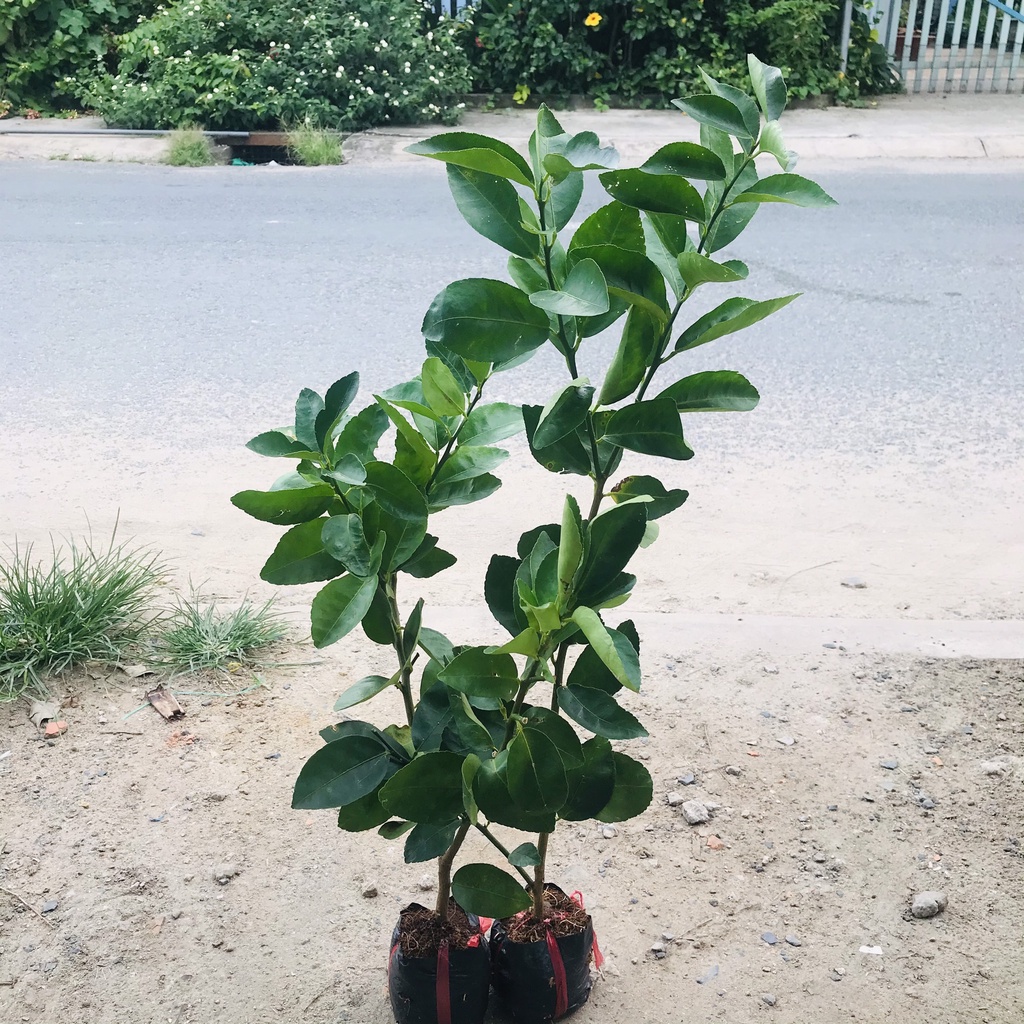 Cây Chanh Đào ruột đỏ ,cây giống Chanh Đào ruột đỏ kèm bầu đất cai từ 30-50cm cho mọng nước to tròn
