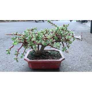 Cây cành vàng lá ngọc cổ thụ