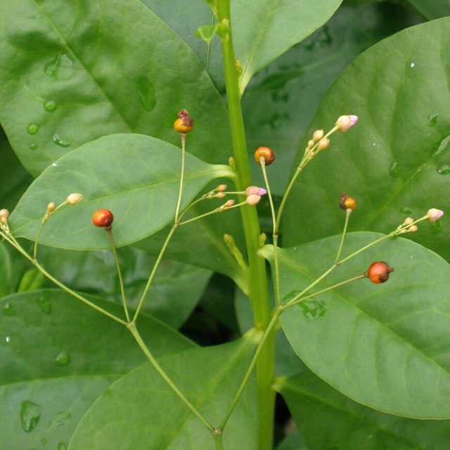 Cây sâm đất