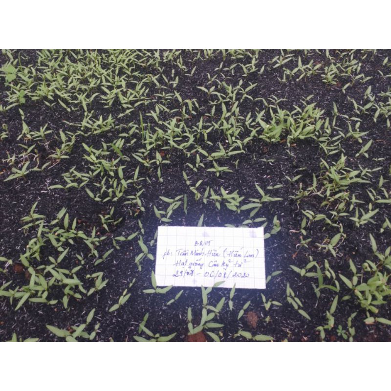 Hạt giống Câu Kỷ Tử lá dài  trồng thuần khí hậu VN. Đảm bảo gieo là lên >90%