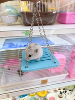 Xích đu cho hamster
