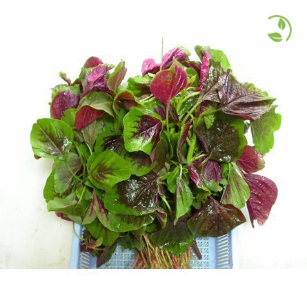 Hạt Giống Rau Dền Tía  PN 600 Phú Nông - Gói 20g - 50g - Amaranth Red & Green Leaves