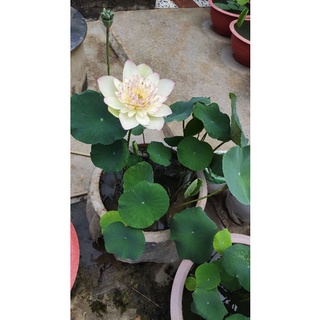 củ sen / ngó sen giống xanh cốm (new brocade)
