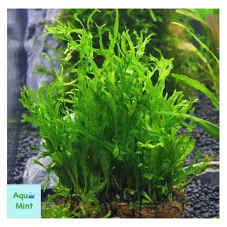 Cây Dương Xỉ sừng hươu