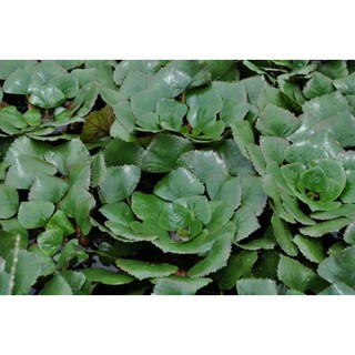 100 Cây ấu giống