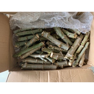 GIỐNG CÂY KHOAI MÌ (CÂY SẮN) 30 cây 55k TẶNG 5 CÂY