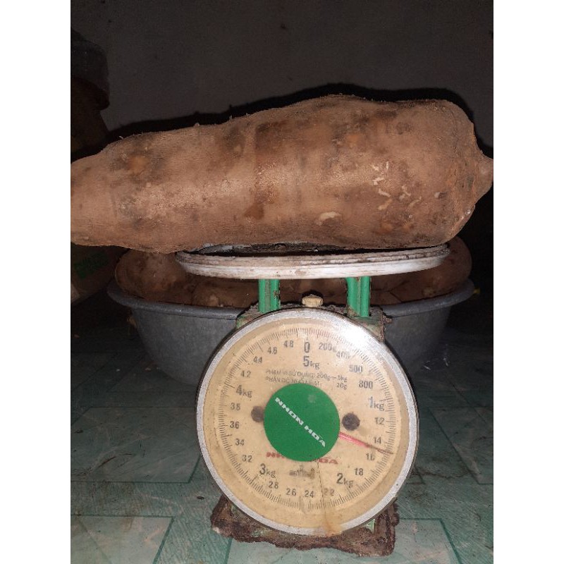 KHOAI SÂM ĐẤT CỦ TO 1kg