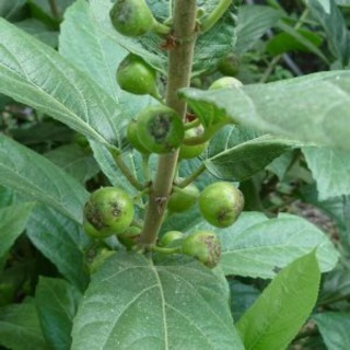 Cây ngái dại