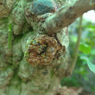 Keo liền sẹo cây