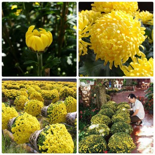 [GIÁ GỐC] Hạt giống hoa cúc mâm xôi - 50 hạt