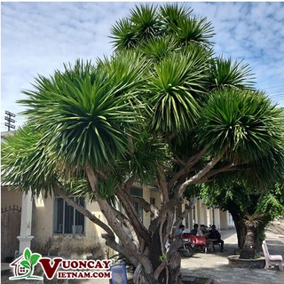 Chậu cây phát tài núi siêu đẹp, mang lại may mắn- vượng phong thủy cho gia chủ