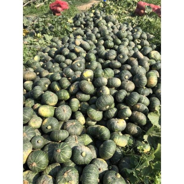 Hạt bí nhật trồng tại Đà Lạt.