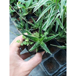 Cây nha đam gai (bạch tuộc, sen đá sao biển)