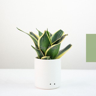 Cây Lưỡi Hổ Để Bàn Làm Việc (Size S) - Hợp Phong Thủy - Chậu sứ cao cấp Size S ( Trụ D 10cm)