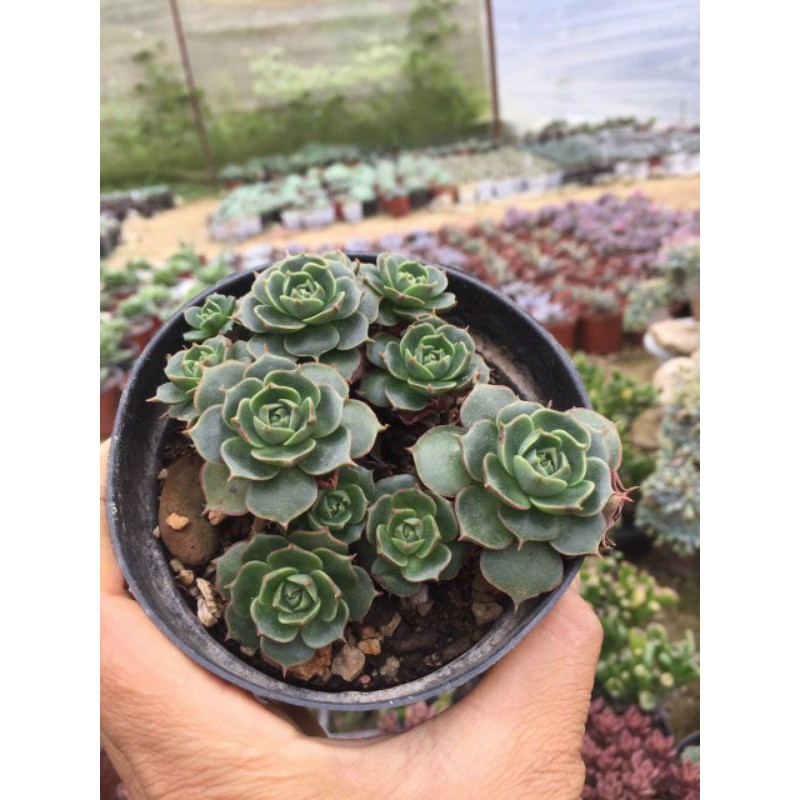 BÔNG HỒNG ĐEN BỤI