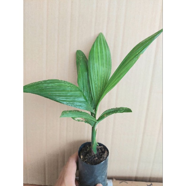 GIỐNG CÂY CAU LÙN TỨ QUÝ