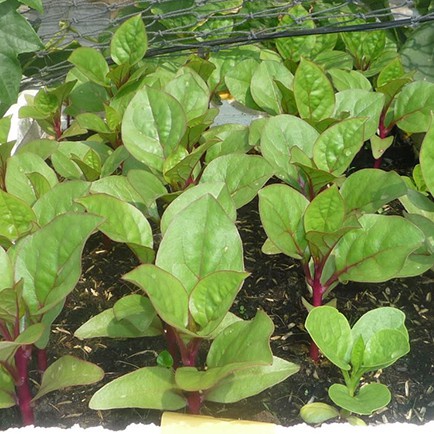 Hạt Giống Rau Mồng Tơi F1 Loại Siêu Dễ Trồng kháng sâu bệnh năng xuất cao [ gói 200 gram, 500 gram, 1kg]