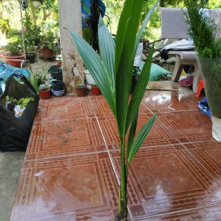 Cây dừa xiêm lùn