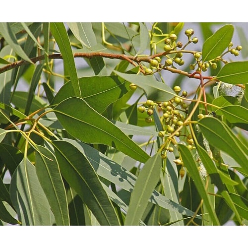 Hạt giống cây bạch đàn trắng KNS112 -50gram