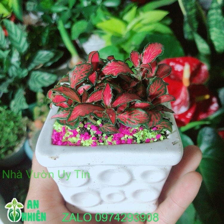 Chậu Cây Cẩm Nhung (lá may mắn) Màu Đỏ
