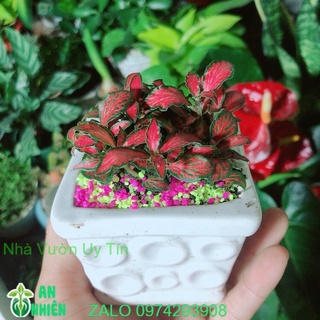 Chậu cây cẩm nhung màu đỏ