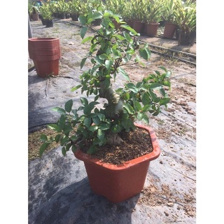 ( GIẢM SÂU) CÒN HÀNG Cây Sung Bonsai