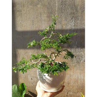linh sam bonsai mini TẶNG CHẬU