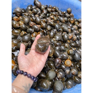 Ốc bươu tươi sống con ú nu