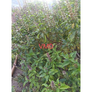 Hạt giống Rau Húng Quế