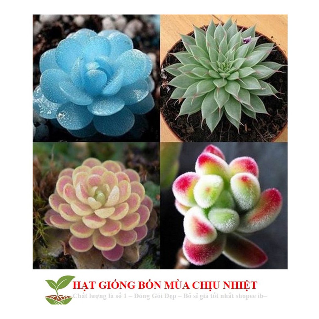 68A Hạt giống Sen đá Kim Cương