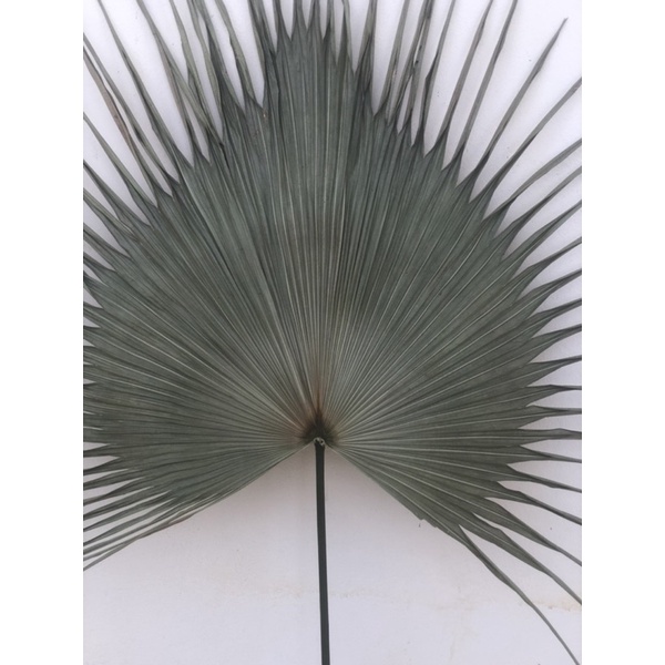 Lá cọ tự nhiên phơi khô nguyên bản chưa qua cắt tỉa decor trang trí