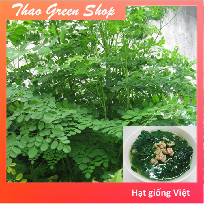 Hạt Giống Rau Chùm Ngây 15 Hạt
