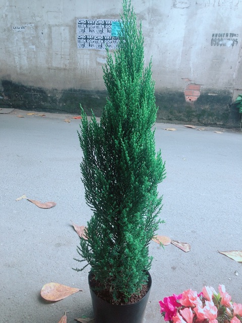 Cây Tùng Cao 80cm