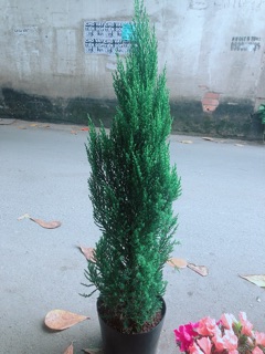 Cây Tùng Cao 80cm (Sơn Tùng)