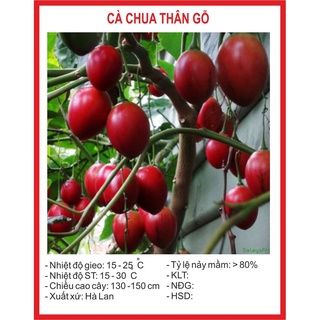 Hạt Giống Cà Chua Thân Gỗ 4 Hạt hạt giống bốn mùa