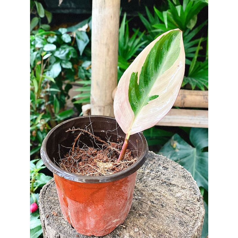 Cây giống Stromanthe sanguinea Triostar (Tam Sắc Tam Tài) chậu nhựa 8cm