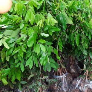 Cây nhãn t6 giống