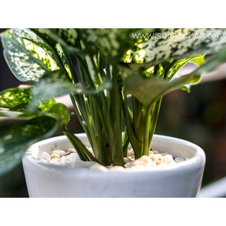 Cây Ngọc Ngân Để Bàn