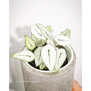 Môn Trắng Caladium White Mini