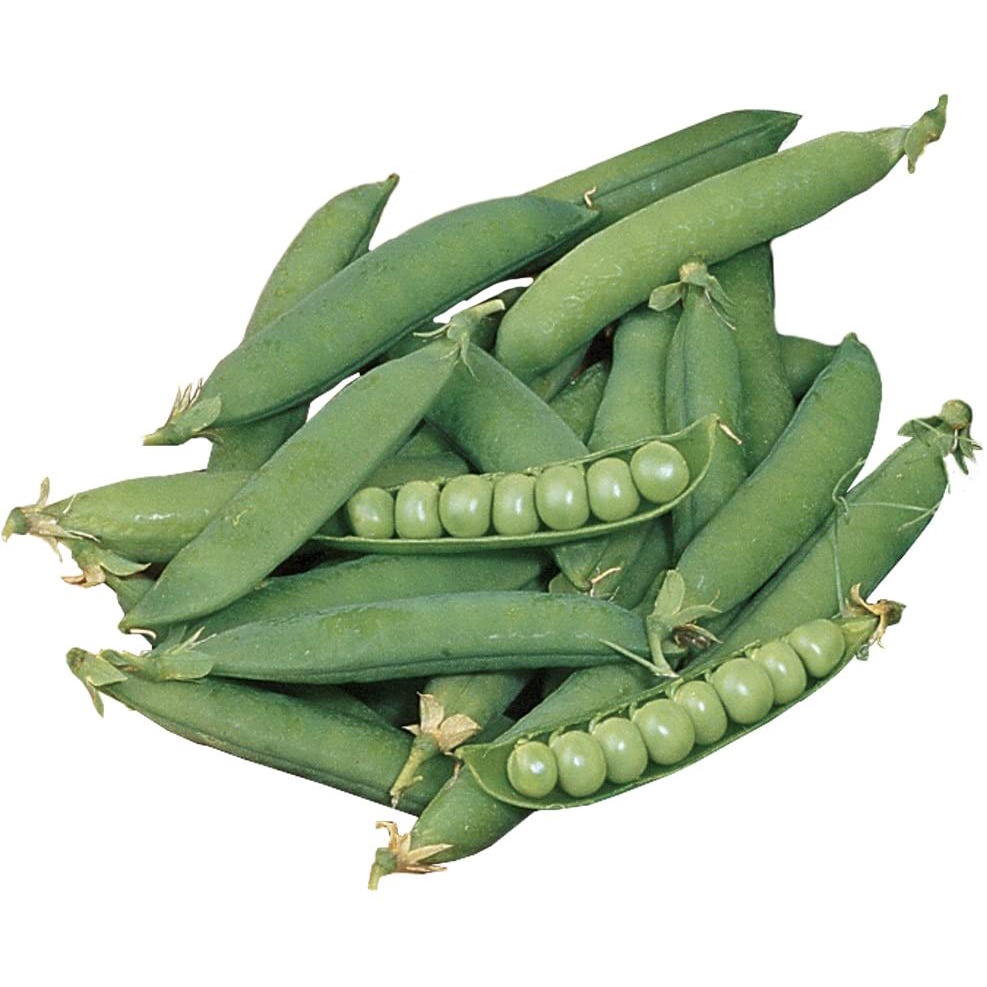 Hạt đậu HÀ LAN NHẬP KHẨU Burpee Sugar Snap