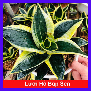 Caykiengsadec - Cây Lưỡi Hổ Búp Sen - Cây cảnh mini để bàn