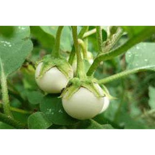Hạt Giống Cà Pháo Trắng