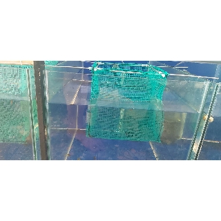 Combo 10 lồng đẻ guppy